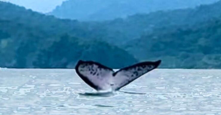 4 Days Adventure; Medellin to Nuqui- Whales!!! - Good To Know
