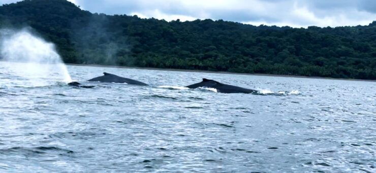 4 Days Adventure; Medellin to Nuqui- Whales!!! - Experience and Operators