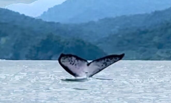 4 Days Adventure; Medellin to Nuqui- Whales!!! - Additional Information