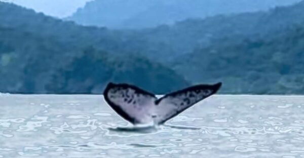 4 Days Adventure; Medellin to Nuqui- Whales!!! - Directions