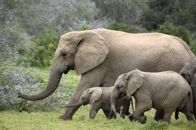 4 Days Affordable Family Safari Holidays - Accommodation Options