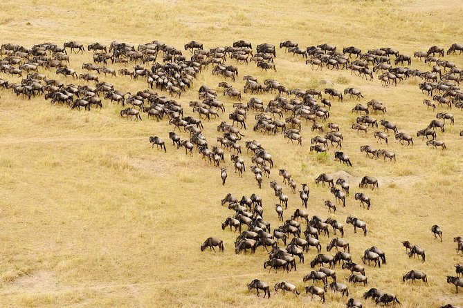 4 Days Affordable Family Safari Holidays - Transportation Logistics