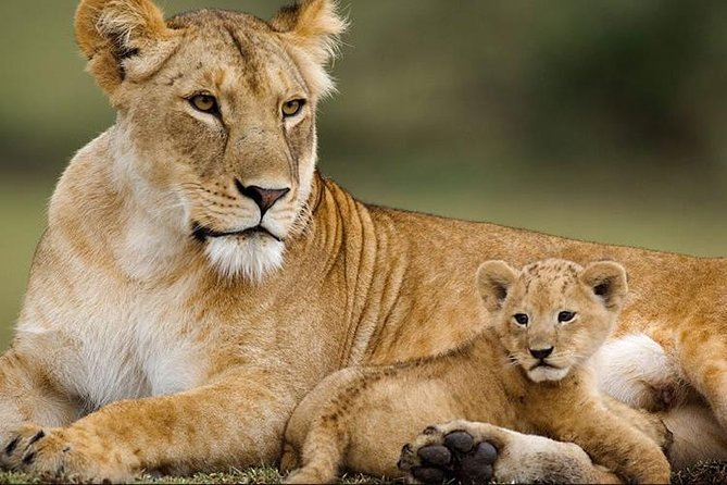 4 Days Affordable Family Safari Holidays - Packing Essentials
