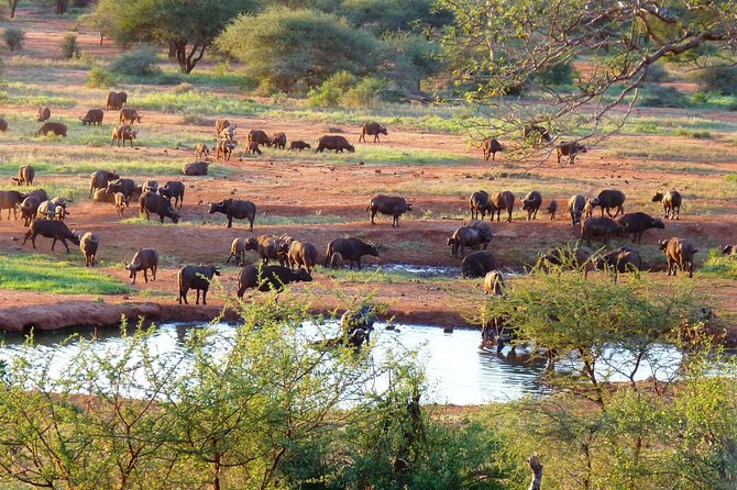 4 Days Animal Kingdom - NAIROBI - Wildlife Encounters