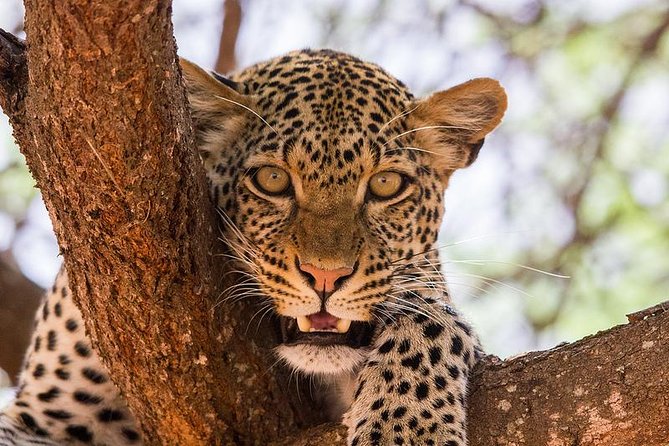 4-Days Best Wildlife Safari: Amboseli, Tsavo West & Tsavo East Private Safari - Accommodation Details