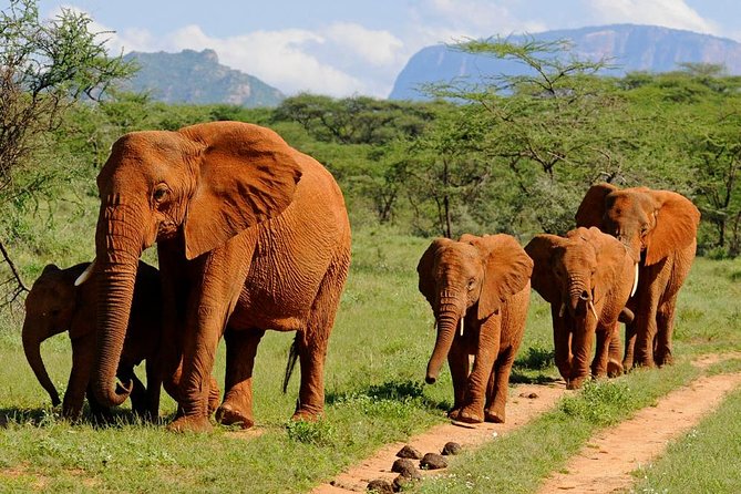 4-Days Best Wildlife Safari: Amboseli, Tsavo West & Tsavo East Private Safari - Meeting and Pickup Information