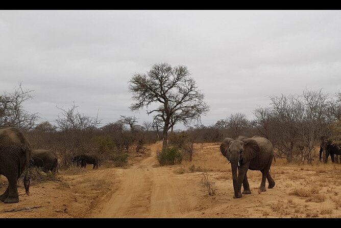 4 Days Budget Kruger Park Safari Tour in South Africa - Itinerary Highlights