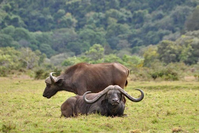 4 Days Budget Lodge Safari Tour Tanzania - The Sum Up