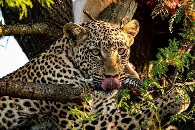 4-Days Bush to Bush Authentic Budget Safari - Meal Plan