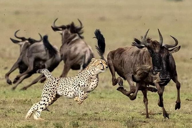 4-Days Bush to Bush Authentic Budget Safari - Cancellation Policy Details