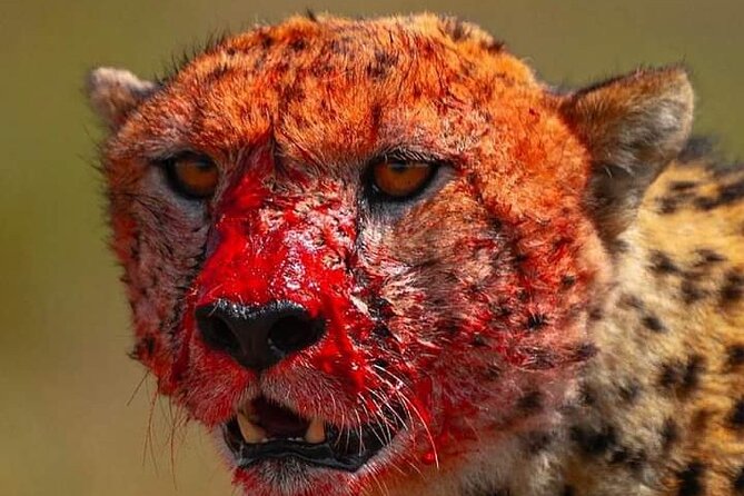 4-Days Bush to Bush Authentic Budget Safari - Pricing and Reviews