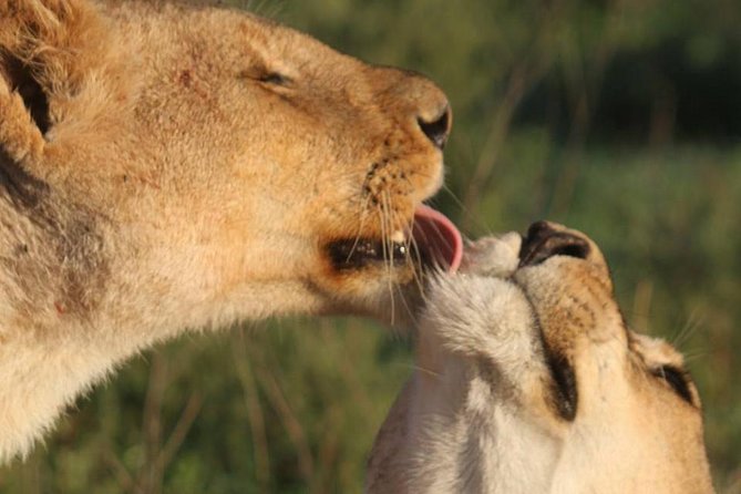 4 Days Camping Safaris - Logistics and Booking Information