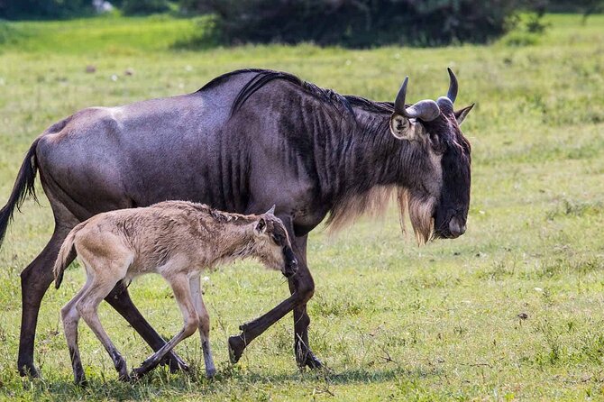 4 Days Camping Safaris - Frequently Asked Questions