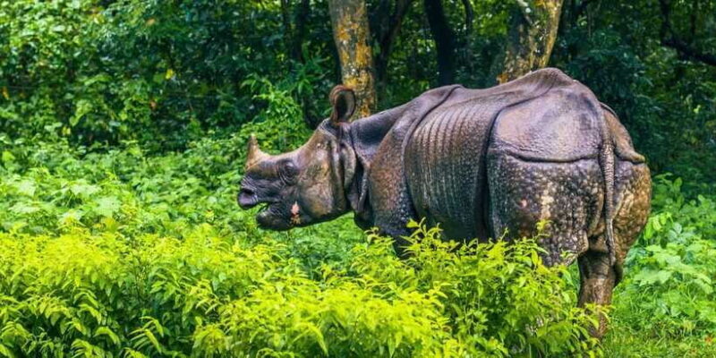 4 Days Chitwan Jungle Tour with 1 Night Jungle Tower stay - Included and Excluded Costs