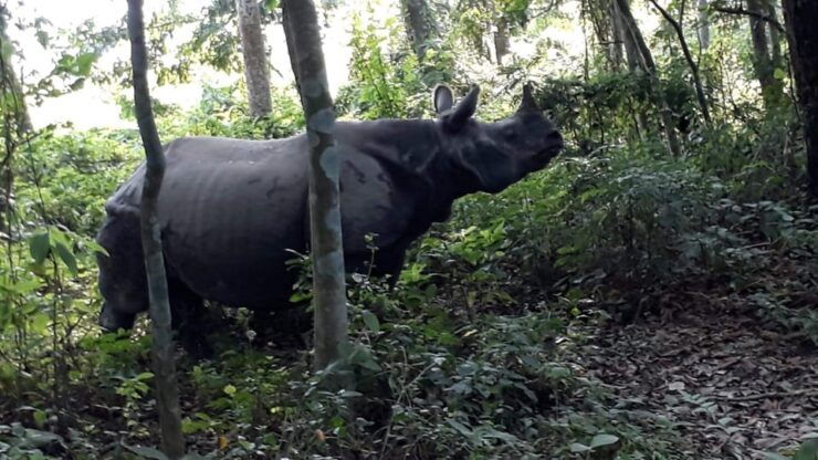 4 Days Chitwan National Park Tour With Tower Night Stay - Best Seasons to Visit