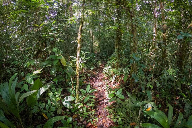 4 Days Deep Jungle Experience - Good To Know