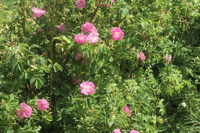 4 Days Desert Tours From Marrakech to Merzouga - Practical Information