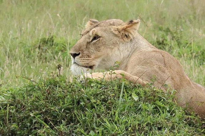 4 Days Enthralling Safaris in Kenya-lake Nakuru Masai Mara - Pickup and Meeting Point