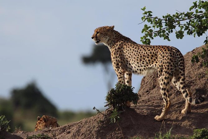 4 Days Enthralling Safaris in Kenya-lake Nakuru Masai Mara - Price and Reviews