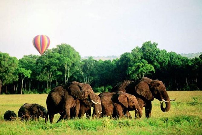 4 Days Enthralling Safaris in Kenya-lake Nakuru Masai Mara - Additional Information