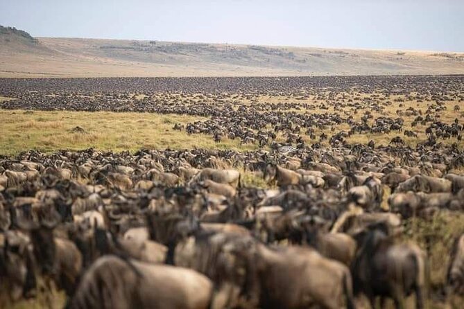 4 Days Enthralling Safaris in Kenya-lake Nakuru Masai Mara - Cancellation Policy