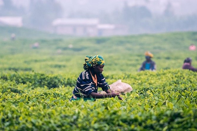 4 Days Essence Of Sri Lanka - The Sum Up