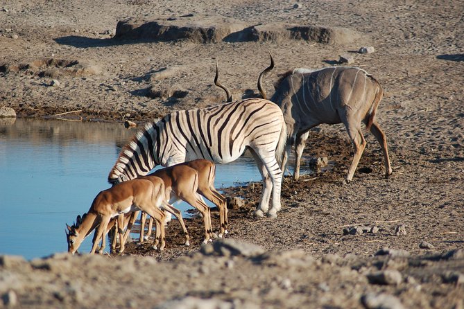 4 Days Etosha National Park and Swakopmund Lodging - Accommodation Details