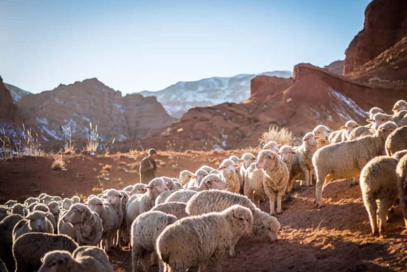 4 Days : Experience Nomadic Lifestyle of Kyrgyz Republic - Why the Tour Offers Good Value