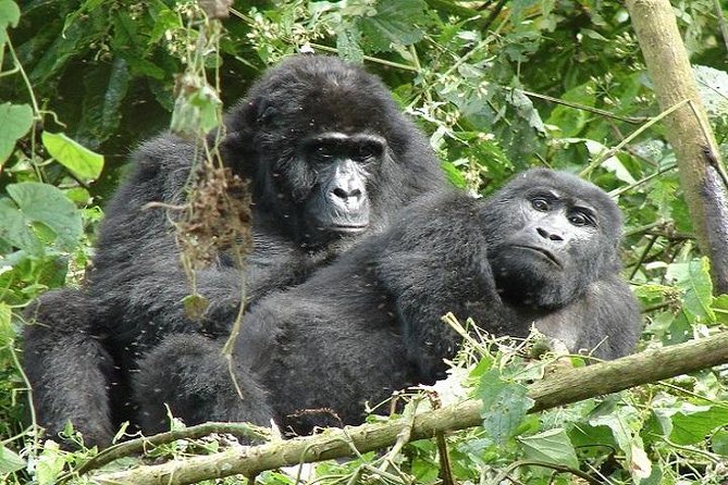 4 Days Gorilla Experience Uganda - Detailed Itinerary of the Trip