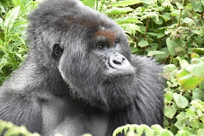 4 Days Gorilla Experience Uganda - Frequently Asked Questions