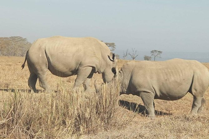 4 Days Great Migration Maasai Mara and Lake Nakuru Safari in Kenya - Additional Booking Information