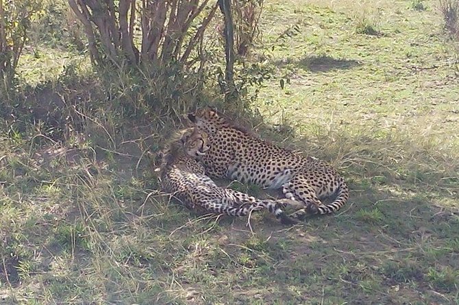 4 Days Great Migration Maasai Mara and Lake Nakuru Safari in Kenya - Safari Van Transportation Details