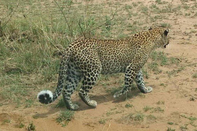 4 Days Great Migration Maasai Mara and Lake Nakuru Safari in Kenya - Booking Details and Pricing