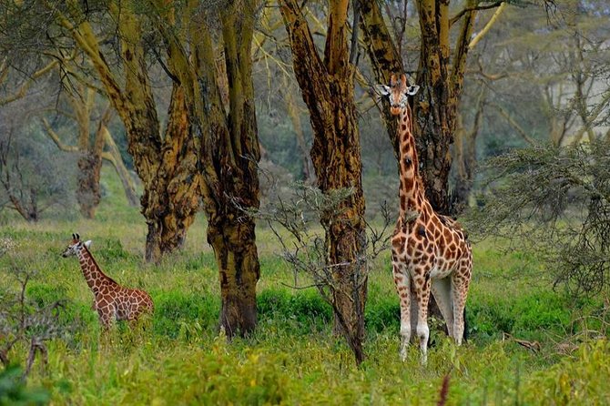 4 Days Group Joining Budget Safari To Masai Mara And Lake Nakuru National Park - Inclusions