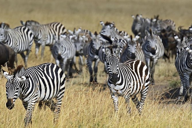 4 Days Group Joining Budget Safari To Masai Mara And Lake Nakuru National Park - Pickup Details