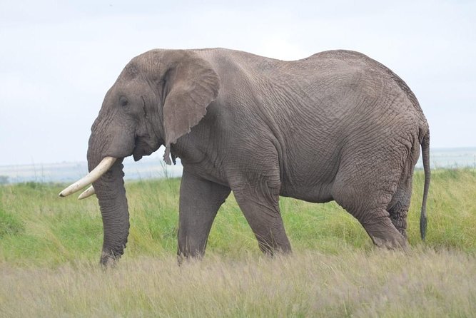 4 Days in Masai Mara and Lake Nakuru - Good To Know