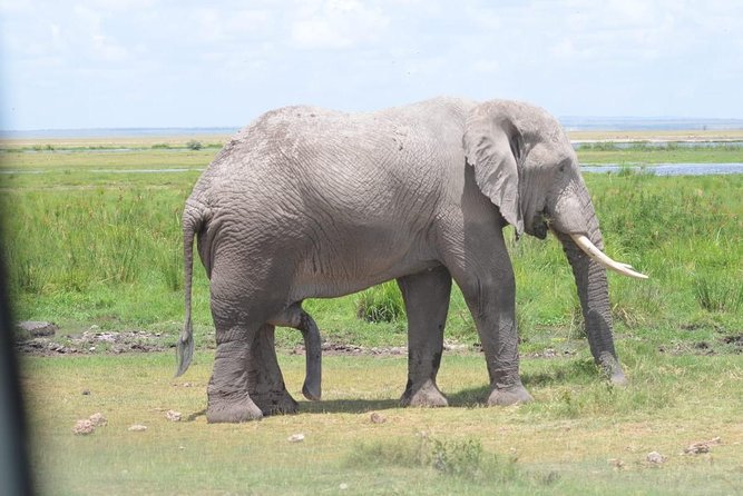 4 Days in Masai Mara and Lake Nakuru - Safari Activities