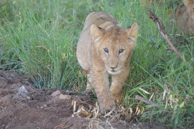 4 Days in Masai Mara and Lake Nakuru - Transportation Information