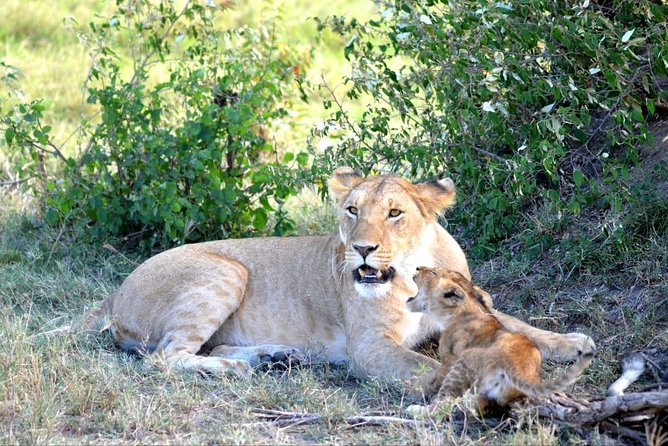 4 Days in Masai Mara and Lake Nakuru - Important Reminders