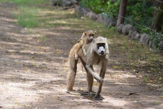 4 Days in Masai Mara and Lake Nakuru - Cancellation Policy