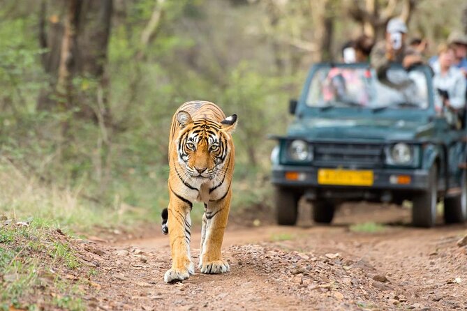 4 Days Jaipur, Ranthambore, Agra Tour Including Safari & Hotels - Accommodation Options