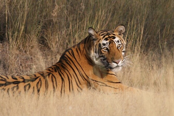 4 Days Jaipur, Ranthambore, Agra Tour Including Safari & Hotels - Pickup Details