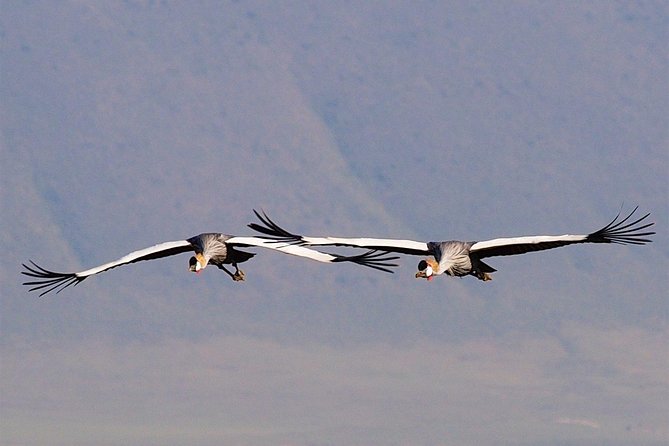 4 Days Join Group Safari in Serengeti, Ngorongoro and Lake Manyara National Park - Cancellation Policy and Reviews