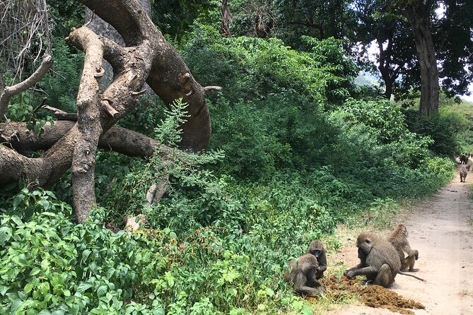 4 Days Join Group Tour Tarangire Serengeti and Ngorongoro Crater - Price and Maximum Travelers