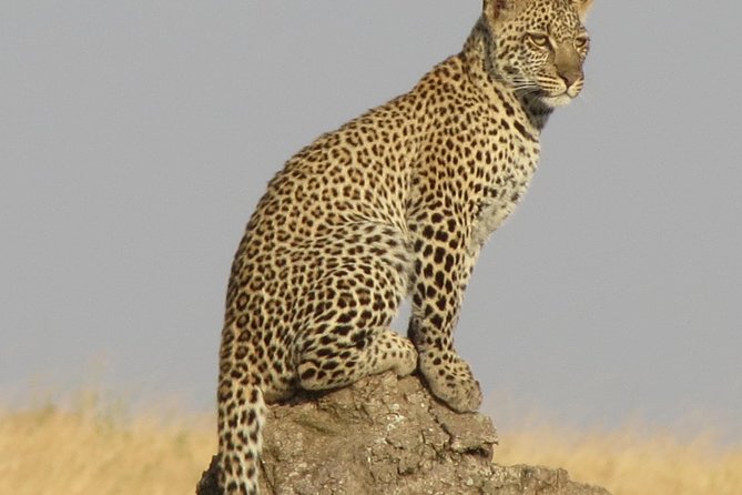 4 Days Joining Group Budget Camp Safari in Serengeti , Ngorongoro and Tarangire - Accommodation and Meals