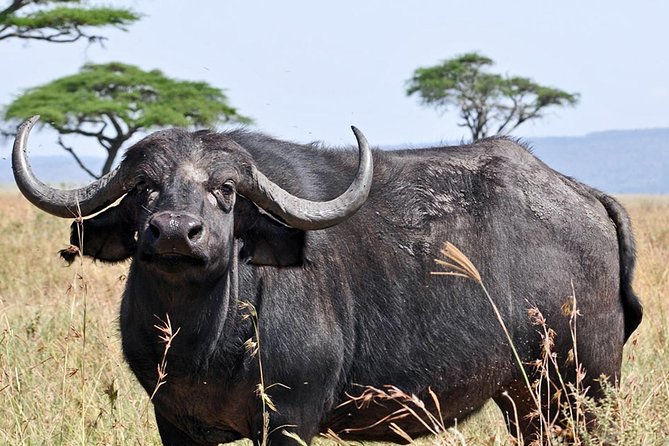 4 Days Joining Group Budget Camp Safari in Serengeti , Ngorongoro and Tarangire - The Sum Up