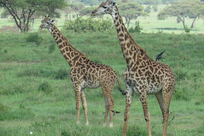 4 Days Joining Safari : Lake Manyara, Serengeti & Ngorongoro - Frequently Asked Questions