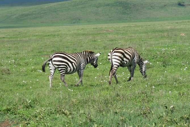 4 Days Joining Safari : Lake Manyara, Serengeti & Ngorongoro - The Sum Up