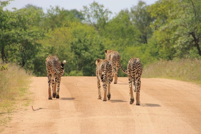4 Days Kruger National Park Safari Tour - Accommodation Options and Amenities
