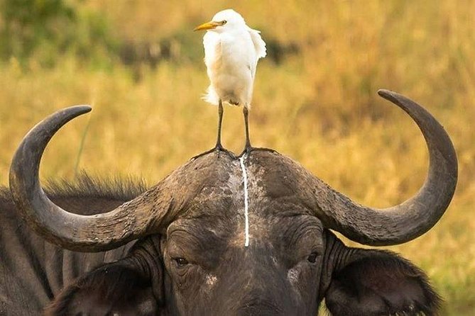4 Days Lake Manyara, Serengeti and Ngorongoro Crater - The Sum Up